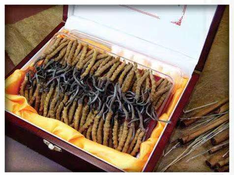 疏勒冬虫夏草回收